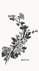 Hand drawn ink brush painting of chrysanthemum flowers, branches with leaves and buds