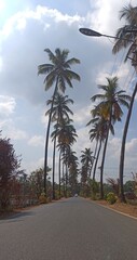 Fototapeta premium palm trees on the beach