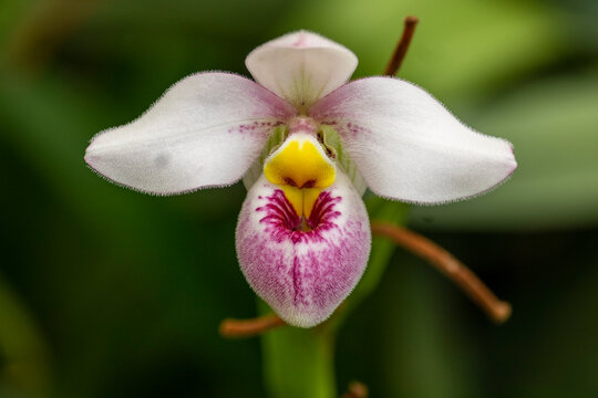 Detailed photography of Phragmipedium schlimii an endemic orchid from Colombia