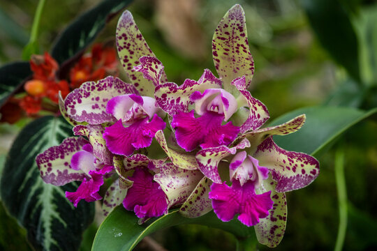 Detailed photography of the Rhyncholaeliocattleya Waianae Leopard orchid