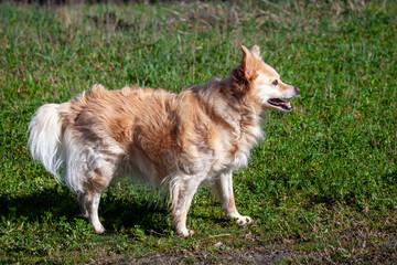 small cross-breed domestic companion dog - 756591993