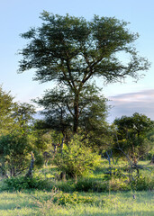 Afrikanische Gazelle