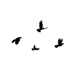 Silhouettes of flock of birds