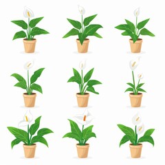 Fototapeta na wymiar Peace Lily Pot Plant Icon Set, Spathiphyllum Plant Flat Design, Abstract Spathiphyllum Symbol