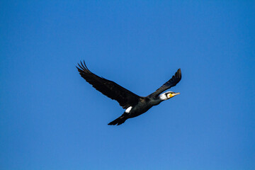 cormorant bird that lives on the beaches of Europe Po Delta Regional Park - 756594189