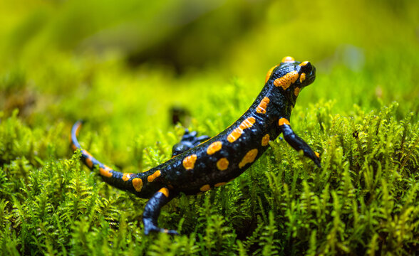 Fire salamander (Salamandra salamandra) is a well known salamander species. Macro close up of black and yellow amphibian in wet green moss near &ldquo;Urbacher Wasserfall&ldquo; cascade in Germany on a rainy day.