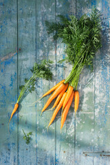 Young carrots with tops on a blue wooden background