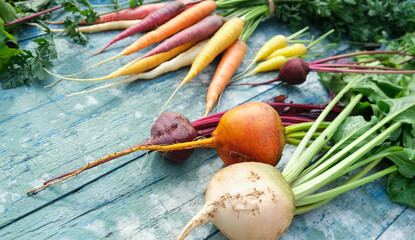 Various root crops, colored carrots, beets and new potatoes on a blue wooden table. Top view.