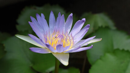 Water Lilly with bug