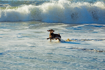 A dog plays with the waves on the ocean shore