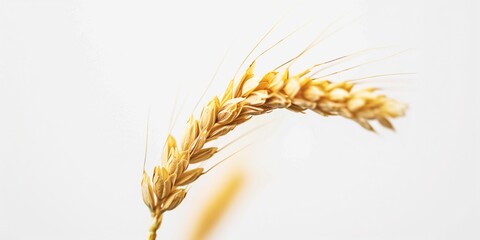 close up of a wheat on white background
