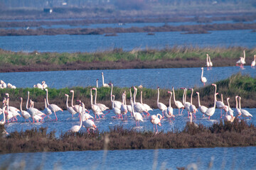 flamingo bird that lives on the beaches and marshes of europe po delta regional park - 756597518