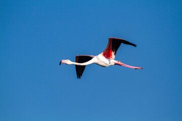 flamingo bird that lives on the beaches and marshes of europe po delta regional park - 756597748