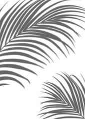 Palm Leaves silhouette, Leaf  Shadow, Tropical Coconut Leaf Overlay, Element Branches tree object for Spring Summer, Mock up Product Presentation