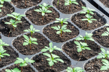 Green seedling gazania perennial herbaceous plants grows in glasshouse. Replanting treasure flower asteraceae family in greenhouse gardening. Houseplant in flowerpot. Horticulture and floriculture.