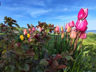 Tulipani © Rik De Santis