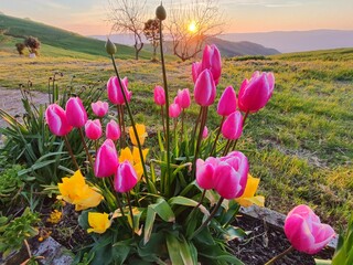 Tulipani © Rik De Santis