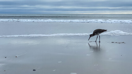 Fototapeta na wymiar Amelia Island Florida Beach on Gray Cloudy Day with birds