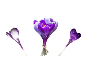 A bouquet of delicate spring crocuses and individual flowers arranged in a semicircle on an isolated transparent background. No shadow. Spring concept, holiday greeting, women's day, birthday. PNG