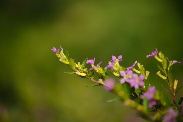 Obraz premium Lythraceae flowers in a sunny meadow