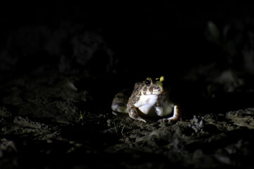 frog in dirty area in night