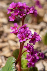 Bergenia crassifolia heartleaf elefant ears flowers in bloom, bright pink purple flowering springtime plant