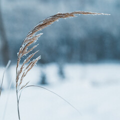 grass in the snow