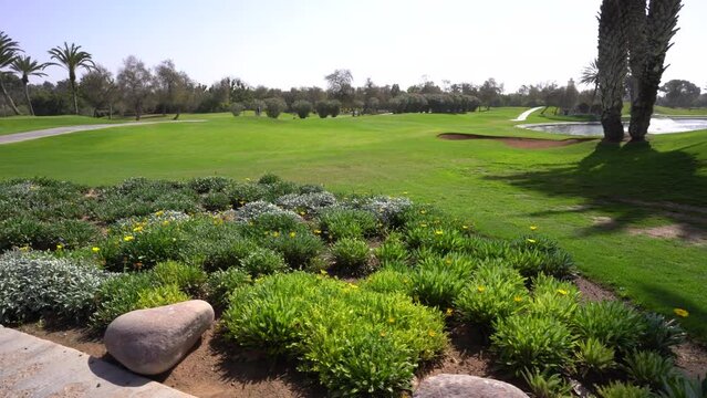 Agadir, Morocco - February 25, 2024 - Lush golf course view with vibrant flower beds, green fairways, sand bunkers, palm trees, and a water hazard under a clear blue sky