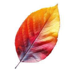 Colorful Leaf  On a Transparent Background PNG