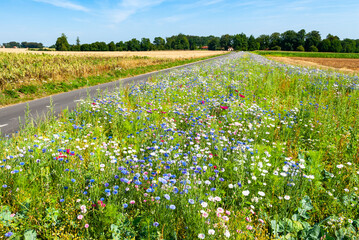 Jachère fleurie le long d'une route de campagne, pour le maintien de la biodiversité, implantée...