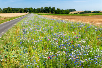 Jachère fleurie le long d'une route de campagne, pour le maintien de la biodiversité, implantée...