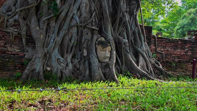 ..The head of a Buddha image from the Ayutthaya period, .more than a hundred years old, is in the roots of a tree. .It is a sandstone Buddha image with only the head remaining. amazing Thailand.