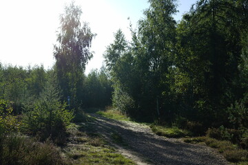 path in the forest