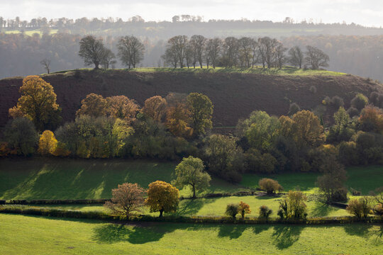 Backlit autumn trees on Downham Hill viewed from Cam Long Down in autumn, near Dursley, Cotswolds, Gloucestershire, England, United Kingdom, Europe