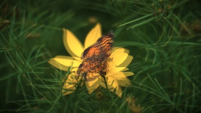 A Pearl Crescent Butterfly slowly flaps its wings in macro video 