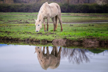 Camargue horse at nature reserve of the Isonzo river mouth, Isola della Cona, Gorizia province,...