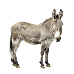 Small Donkey Standing on Top of White Floor On a Transparent Background PNG