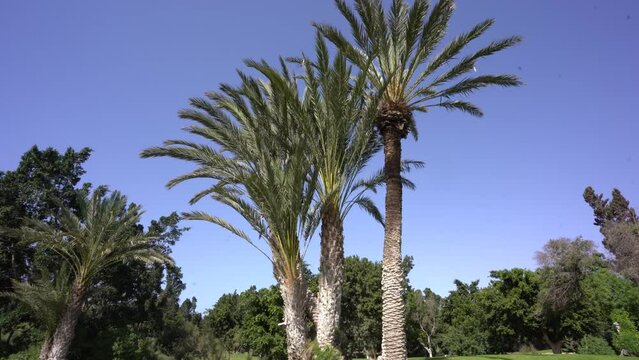 Agadir, Morocco - February 25, 2024 - Tall palm trees against a clear blue sky with dense foliage in the background.