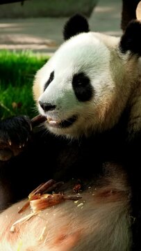 Chinese tourist attraction - giant panda bear eating bamboo. Chengdu, Sichuan, China