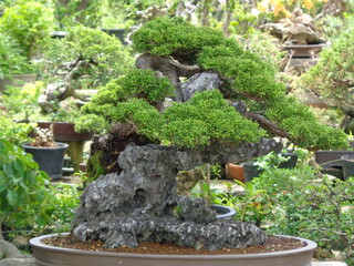 A miniature Japanese tree, carefully shaped and displayed in a serene garden with rocks, water features, and perhaps a stone lantern