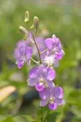 A beautiful purple orchid flower blooms in a garden filled with colorful flora