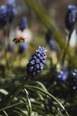 bee on flower