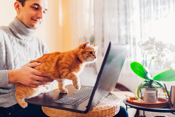 Man working online from home with pet using laptop. Ginger cat looks at screen interested in computer.