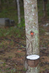 Photograph of rubber trees growing in southern Western Asia. Covered with moss in a sunlit forest