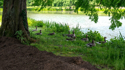 Gray field geese  at a lake