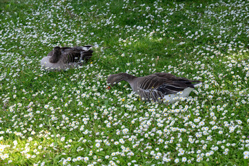 Geese in the flowerbed