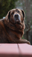 A brown Labrador mastiff poses