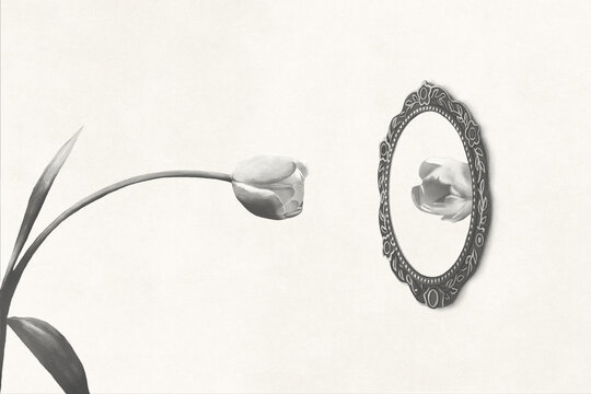 illustration of white tulip looking at itself in the mirror, vanity surreal concept
