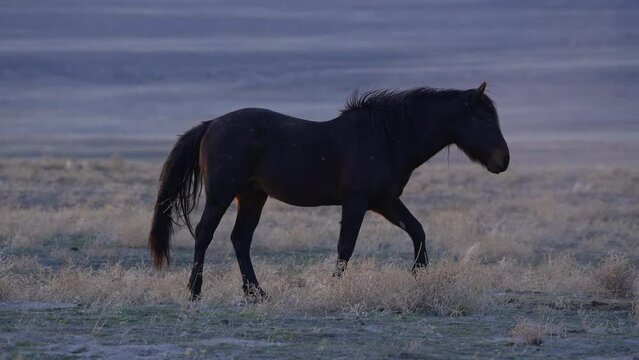 Wild horse shaking off dirt then walking and showing its teeth for others to see.