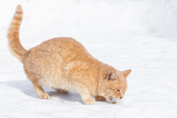 Beautiful ginger cat on snow background - 756613394